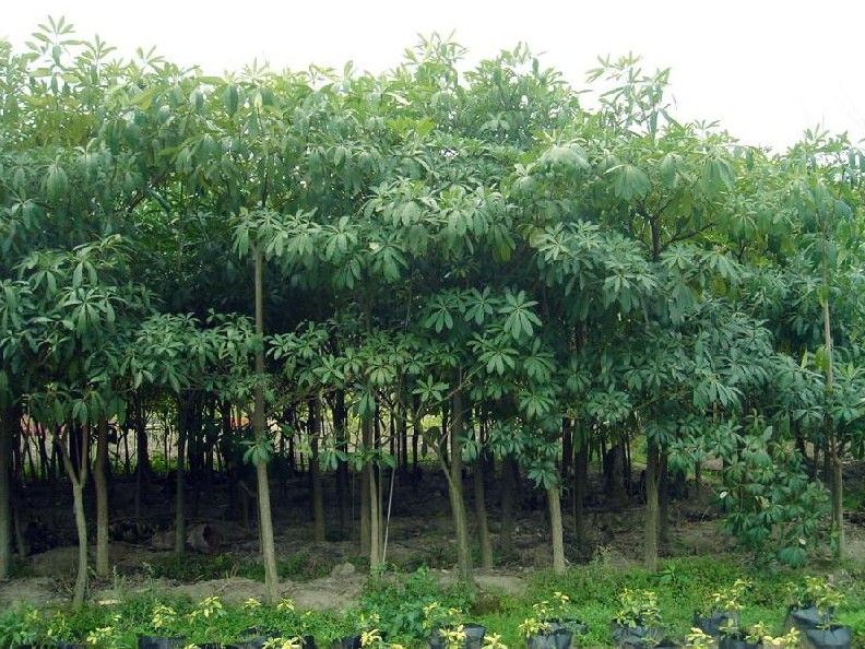 Jual Pohon Pule di Majalengka – Bibit & Pohon Siap Tanam, Harga Terjangkau 2025 1 jual pohon pule