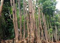 jual pohon pule di mamuju