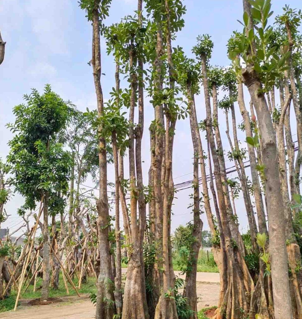 jual pohon pule di palu