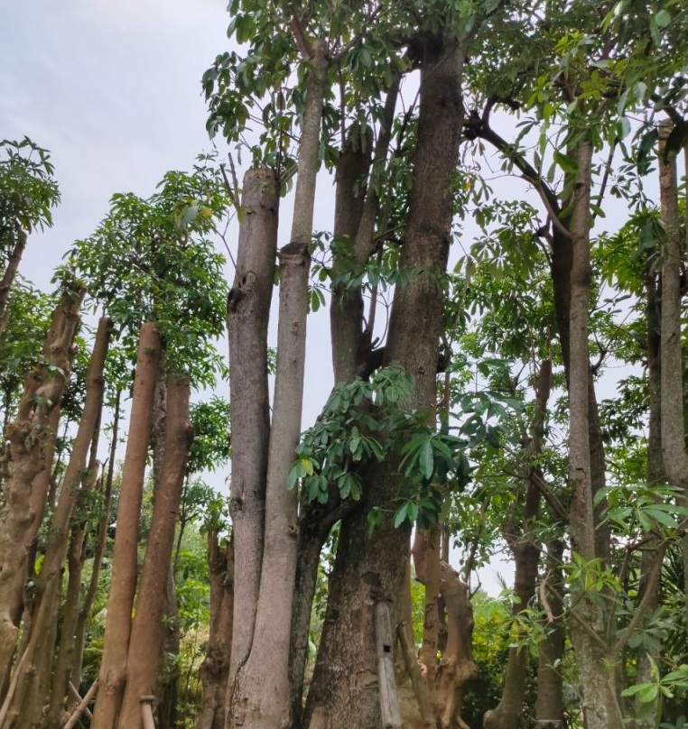 jual pohon pule di palu