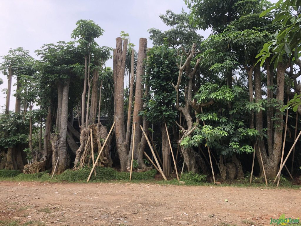 jual pohon pule di palu