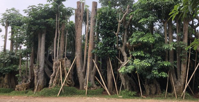 jual pohon pule di palu