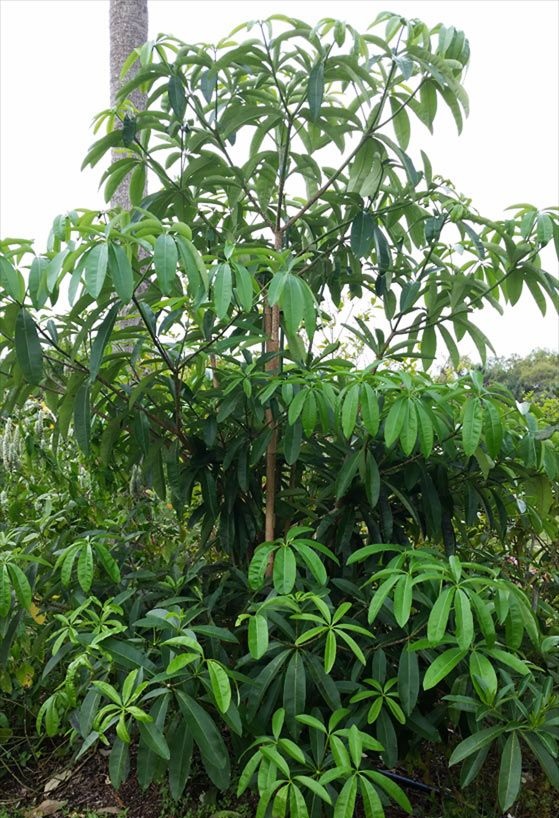 jual pohon pule di garut