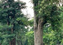 jual pohon pule di garut