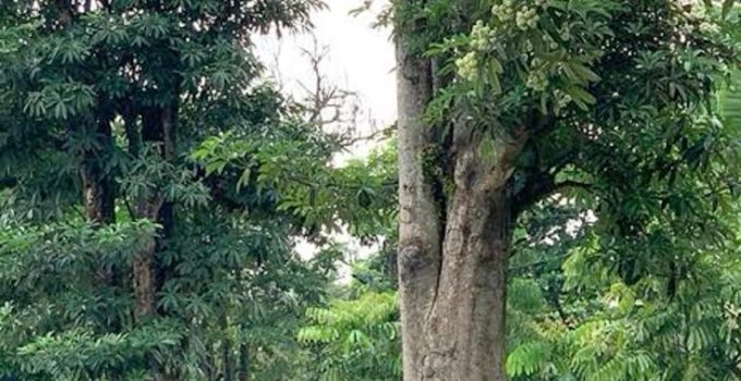 jual pohon pule di garut