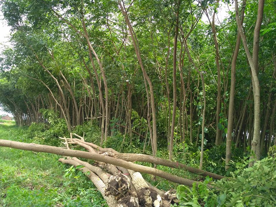 Jual Pohon Trembesi Besar 3–5 m – Kualitas Premium & Garansi Hidup 3 jual pohon trembesi besar