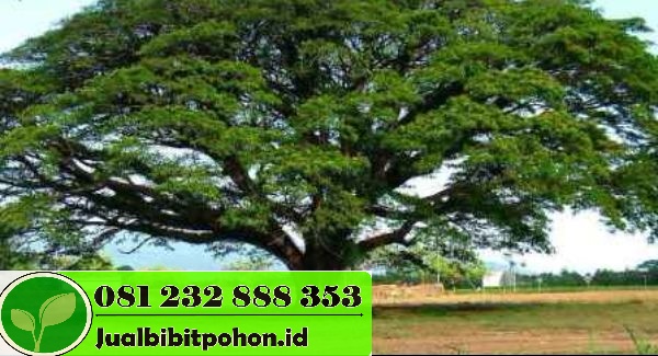 Jual Pohon Trembesi Besar 3–5 m – Kualitas Premium & Garansi Hidup 6 jual pohon trembesi besar