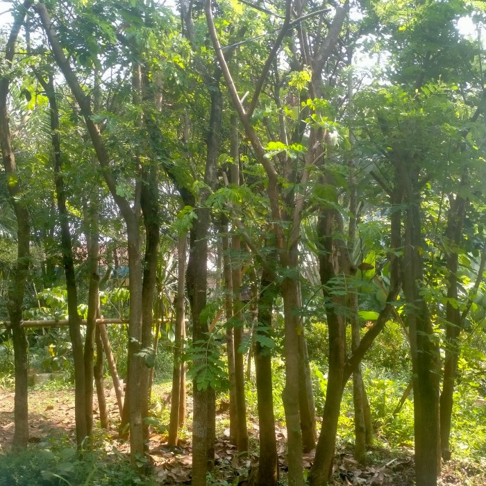 Jual Pohon Trembesi Besar 3–5 m – Kualitas Premium & Garansi Hidup 5 jual pohon trembesi besar