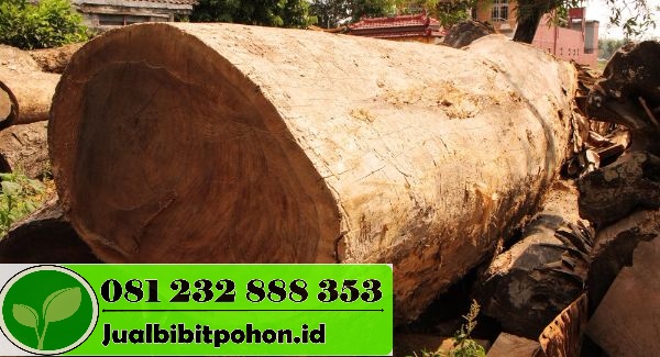 Jual Pohon Trembesi Jumbo 2025: Konsultasi Gratis 10 jual pohon trembesi tinggi 2