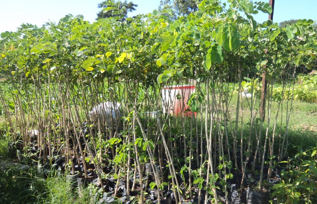 Jual Pohon Trembesi Besar 3–5 m – Kualitas Premium & Garansi Hidup 4 jual pohon trembesi besar