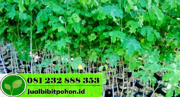 Jual Pohon Trembesi Besar 3–5 m – Kualitas Premium & Garansi Hidup 1 jual pohon trembesi besar