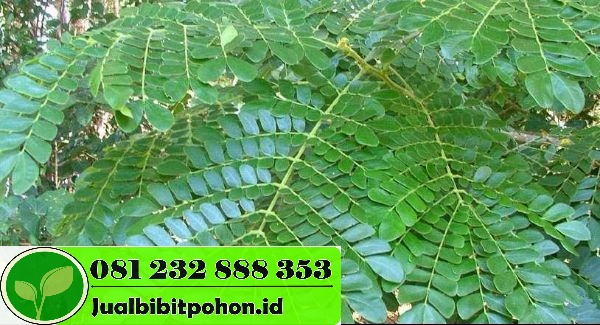 Jual Pohon Trembesi Besar 3–5 m – Kualitas Premium & Garansi Hidup 2 jual pohon trembesi besar