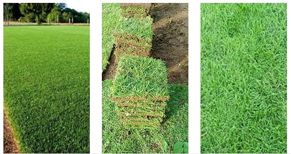 Jual Rumput Jepang Harga Grosir Murah Siap Tanam 2025 6 jual rumput jepang