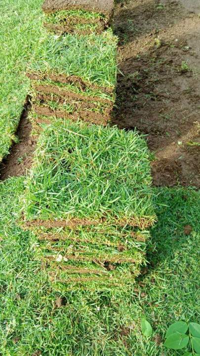 Jual Rumput Jepang Harga Grosir Murah Siap Tanam 2025 5 jual rumput jepang