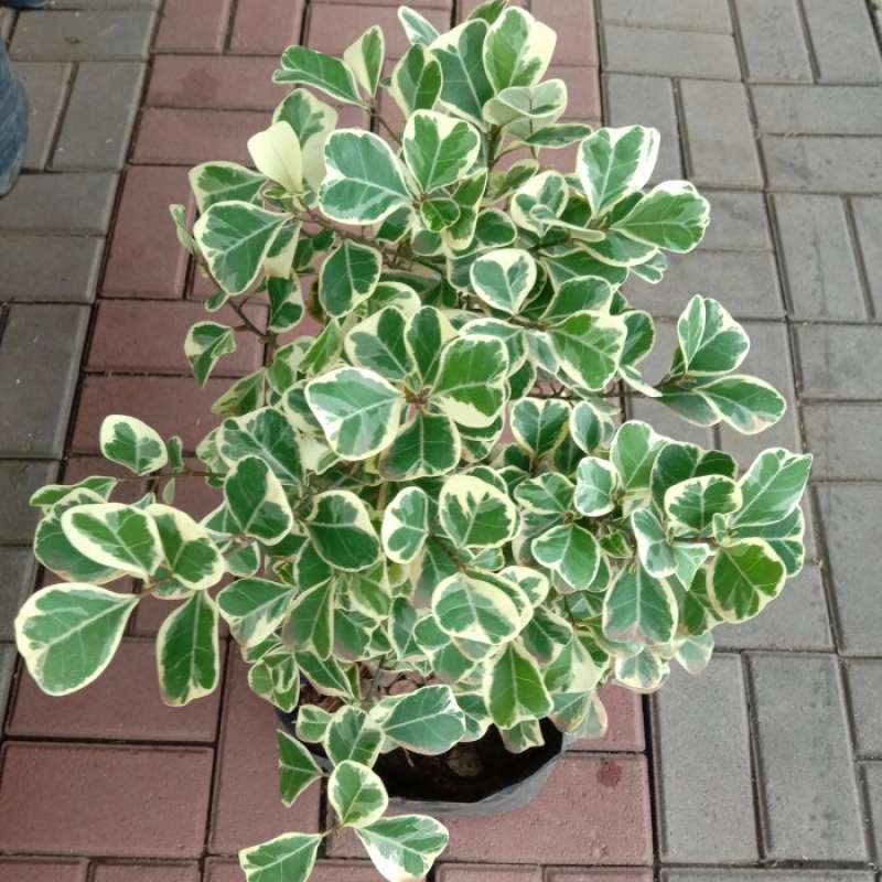 Jual Pohon Beringin Kupu-kupu Varigata 2025 6 pohon beringin kupu kupu 1