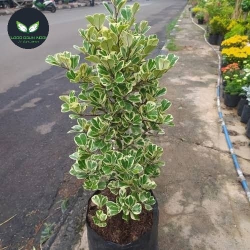 Jual Pohon Beringin Kupu-kupu Varigata 2025 9 pohon beringin kupu kupu 3