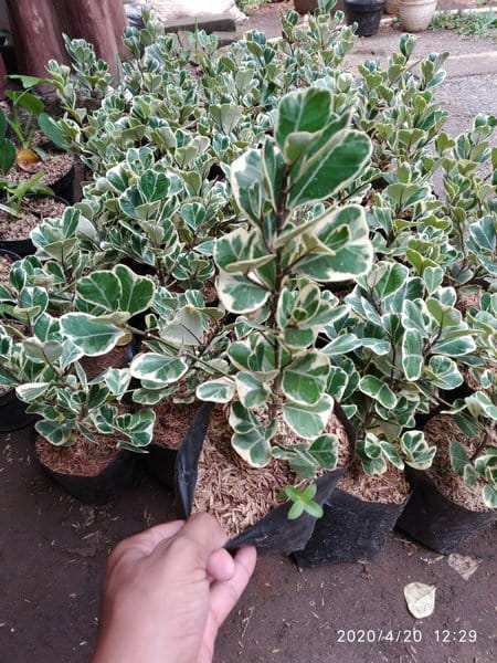 Jual Pohon Beringin Kupu-kupu Varigata 2025 7 pohon beringin kupu kupu 5