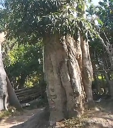 9 Jenis Tanaman Peneduh untuk Taman Rumah Anda 3 tanaman peneduh untuk taman rumah 15