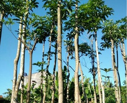 Jual Pohon Besar