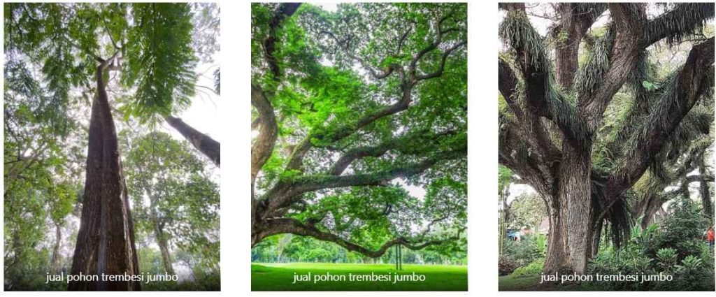 Jual Pohon Trembesi Jumbo 2025: Konsultasi Gratis 8 jual pohon trembesi jumbo