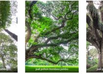 jual pohon trembesi jumbo