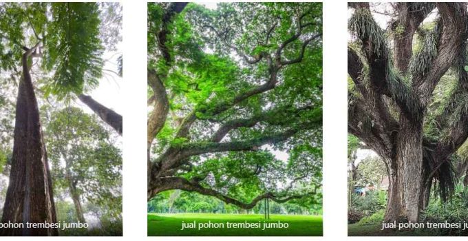 jual pohon trembesi jumbo