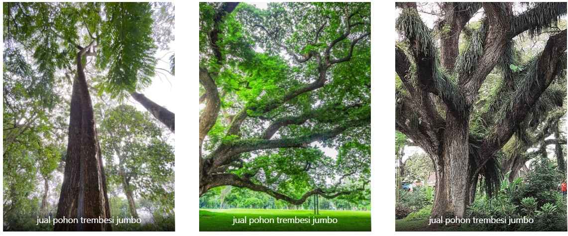 jual pohon trembesi jumbo