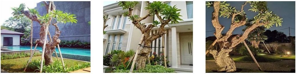 Jual Pohon Kamboja Fosil di Palu Untuk Proyek Taman & Penghijauan 2025 8 jual pohon kamboja fosil di palu