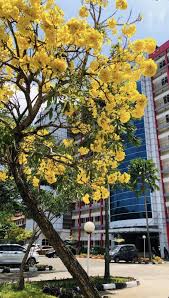 Jual Pohon Tabebuya Kuning: Indah & Cepat Tumbuh, Harga Terjangkau 2025 5 jual pohon tabebuya kuning 1