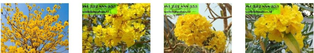 Jual Pohon Tabebuya Kuning: Indah & Cepat Tumbuh, Harga Terjangkau 2025 9 jual pohon tabebuya kuning
