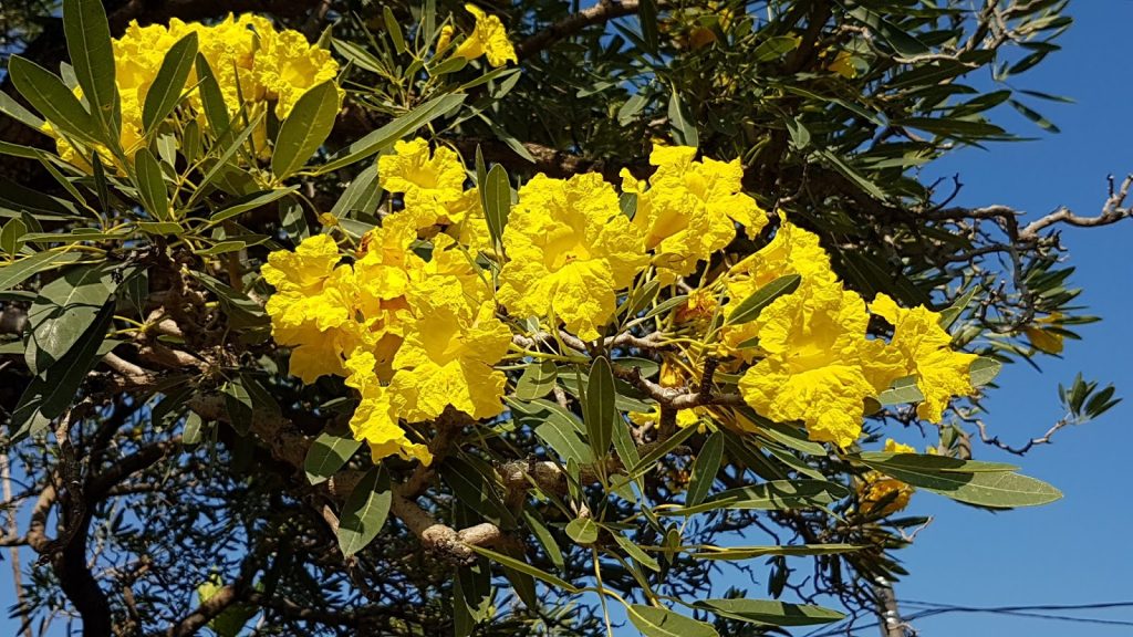 Jual Pohon Tabebuya Kuning: Indah & Cepat Tumbuh, Harga Terjangkau 2025 8 jual pohon tabebuya kuning 4