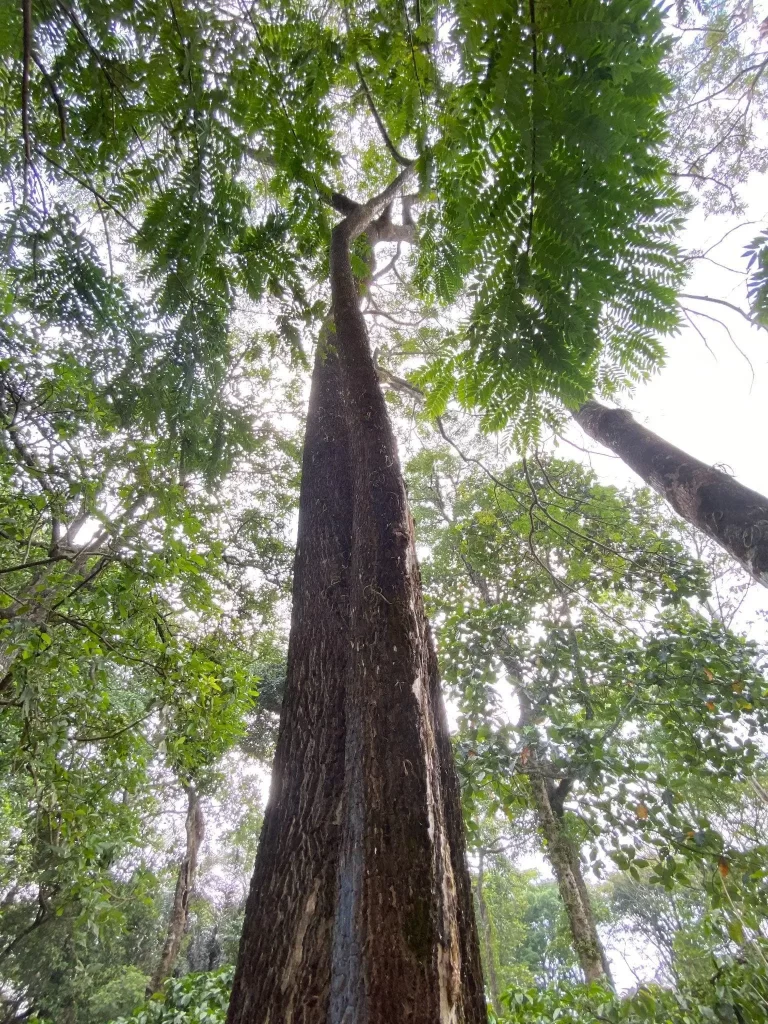 Jual Pohon Trembesi Jumbo 2025: Konsultasi Gratis 5 jual pohon trembesi jumbo