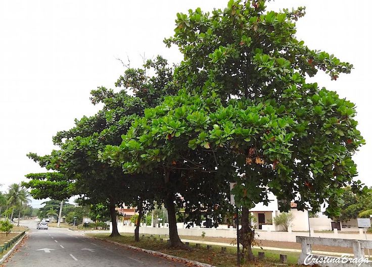 Jual Ketapang Kencana di Cilacap 2025 - Pohon Peneduh Jalan dan Taman 3 jual pohon ketapang kencana
