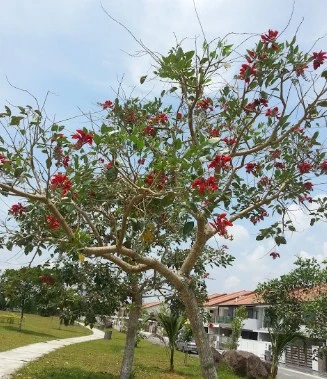 Jual Pohon Dadap Merah (2–4 m & 5 m) Promo Spesial 2025 10 jual pohon dadap merah
