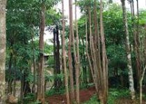 Harga Pohon Pule Siap Tanam Bekasi