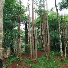 Harga Pohon Pule Siap Tanam Bekasi