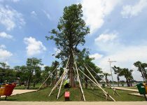 Jual Pohon Baobab