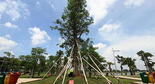 Jual Pohon Baobab