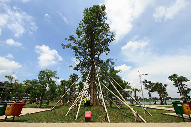 Jual Pohon Baobab Jakarta Barat 1 Jual Pohon Baobab Jakarta Barat
