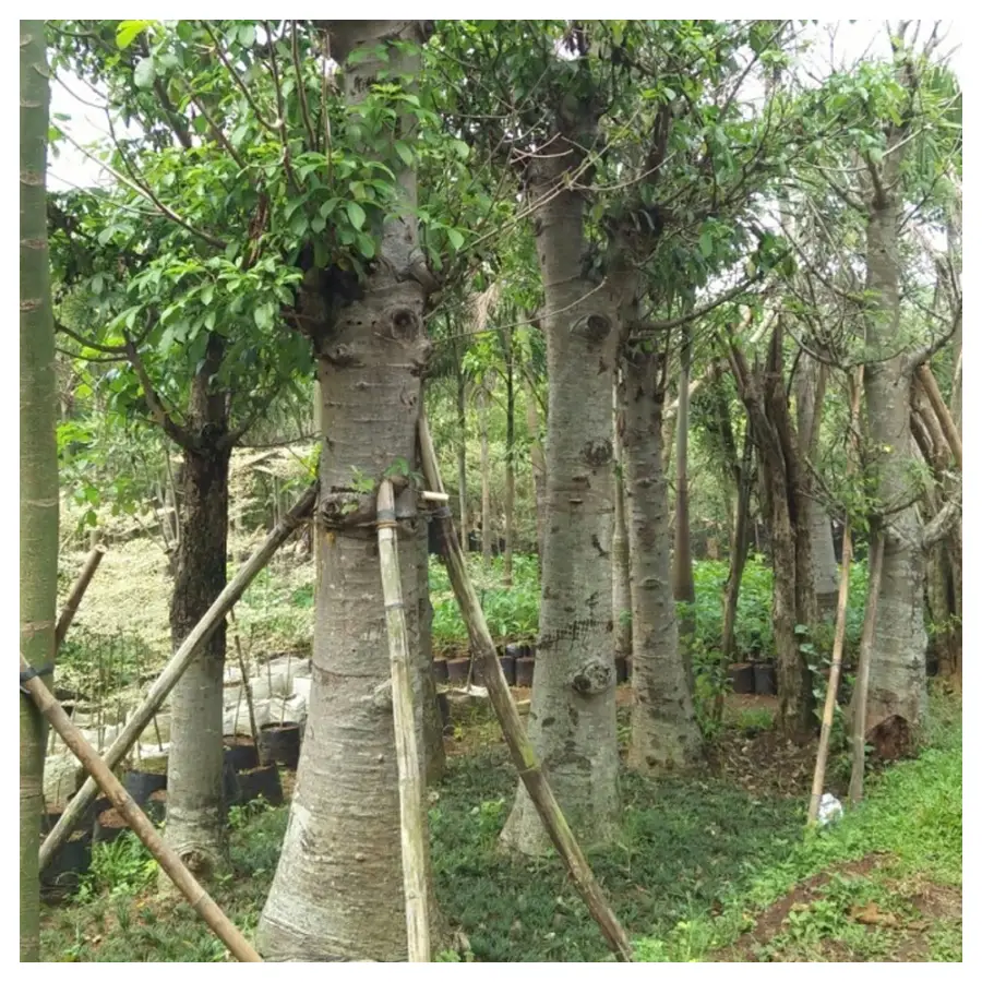 Jual Pohon Moringa Afrika di Jakarta