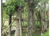 Jual Pohon Baobab Jakarta Selatan