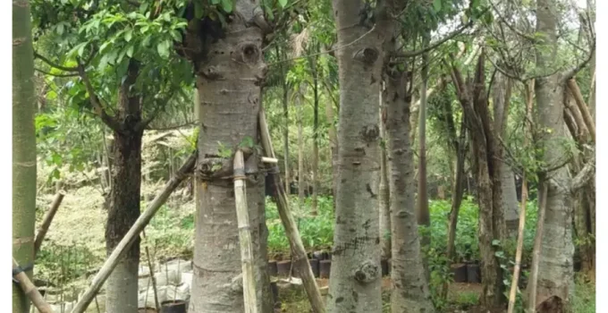 Jual Pohon Baobab Jakarta Selatan