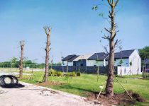Jual Pohon Baobab