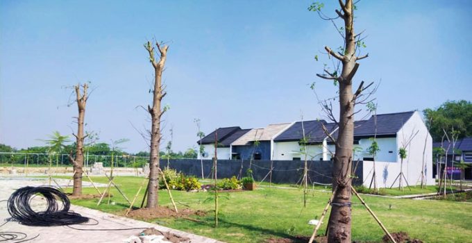 Jual Pohon Baobab