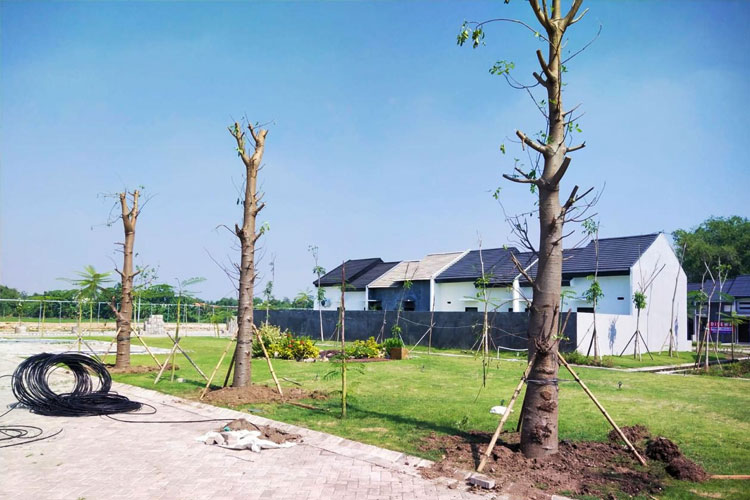 Jual Pohon Baobab Bandung 1 Jual Pohon Baobab