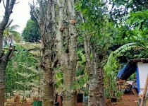 Jual Pohon Baobab