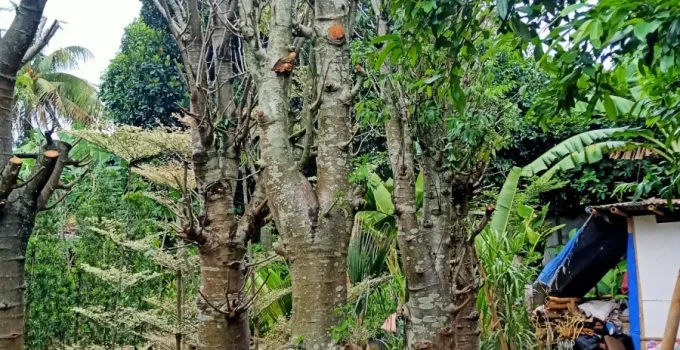 Jual Pohon Baobab
