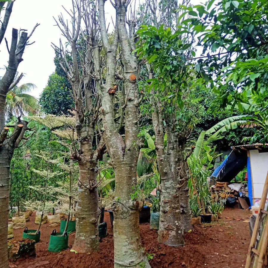 Jual Pohon Baobab Jakarta Utara 1 Jual Pohon Baobab Jakarta Utara