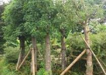 Jual Pohon Baobab