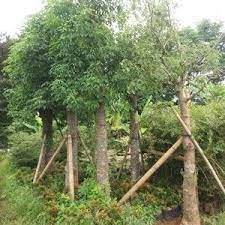 Jual Pohon Baobab Tinggi 3 Meter 1 Jual Pohon Baobab Tinggi 3 Meter